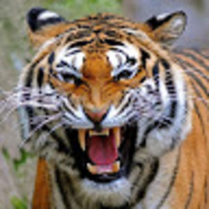 Meet your Posher, Mohammed